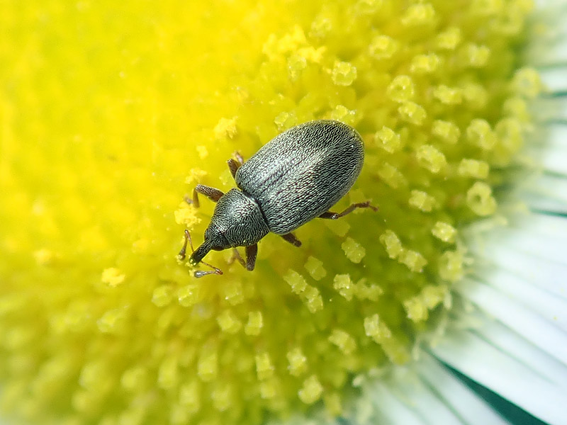 Curculionidae: da identificare